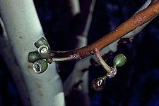 fruit Eucalyptus laeliae fruit.jpg