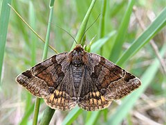 Euclidia glyphica