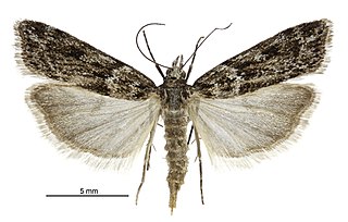 <i>Eudonia cyptastis</i> Species of moth