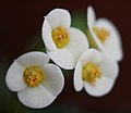 A kutyatejfélékre jellemző virágzat, a cyathium. Euphorbia millii ssp. tananarivae.