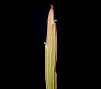 Euphorbia phosphorea