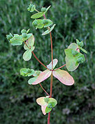 Euphorbia spathulata