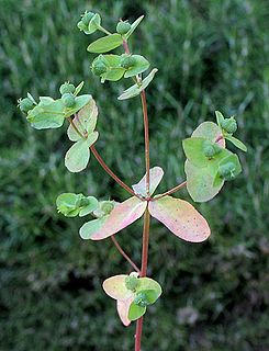 <i>Euphorbia spathulata</i> Species of flowering plant