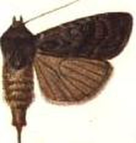 Agrotis_mesotoxa