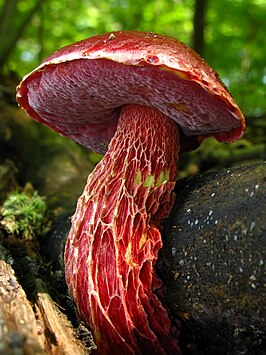 Exsudoporus frostii