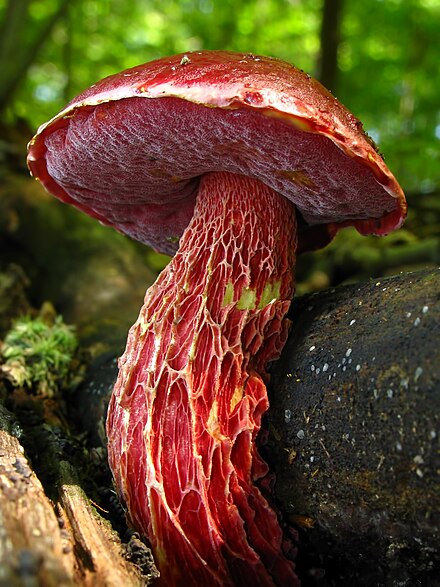 Необычное съедобное. Boletus frostii. Родотус гриб. Родотус дланевидный. Exsudoporus frostii.