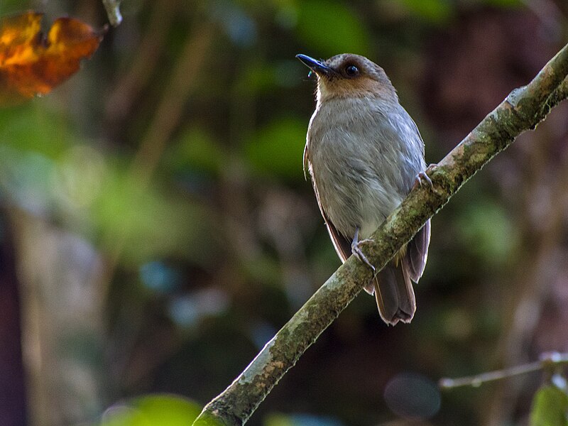 File:Eyebrowed Jungle Flycatcher (13890365573).jpg