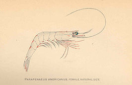 Parapenaeus americanus