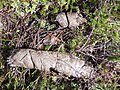 Faeces of wolf (Canis lupus) collected in Sweden.jpg