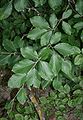 Orient-Buche (Fagus sylvatica subsp. orientalis)