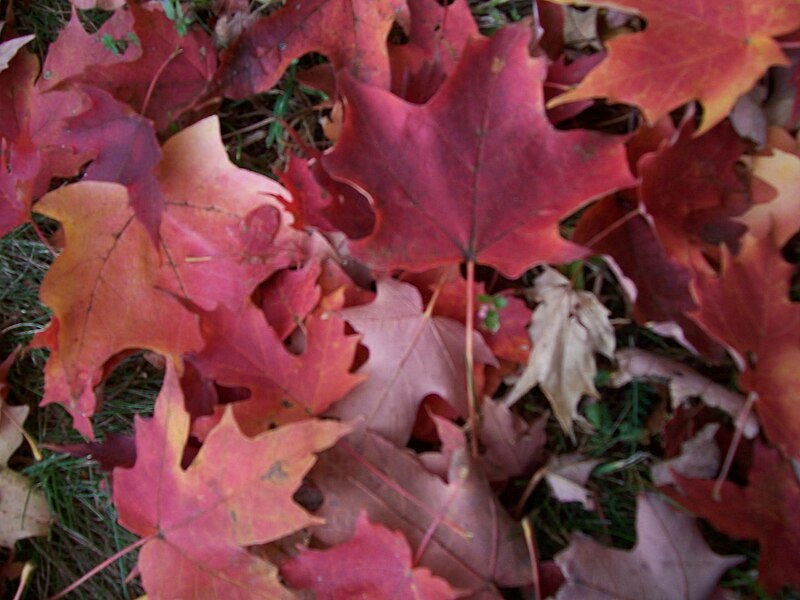 File:Fallen acer leaves Hancock village Brookline town Massachusetts New England.jpg