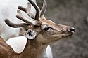 Fallow deer (73772293).jpg