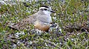 Female Dotterel with chick - vain 4. ennätys ever.jpg