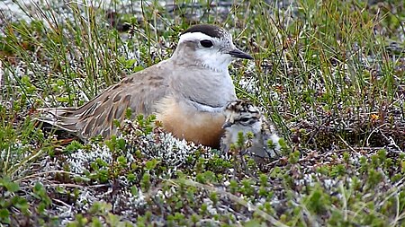 Female Dotterel with chick - only 4th record ever.jpg