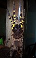 Ventre da araña Poecilotheria regalis. As vistosas patas dianteiras amarelas utilízaas nas exhibicións deimáticas.