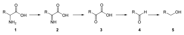 Fermentation amino acids general2.svg