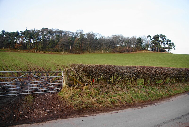 File:Field below Cockshaw Wood - geograph.org.uk - 3898106.jpg