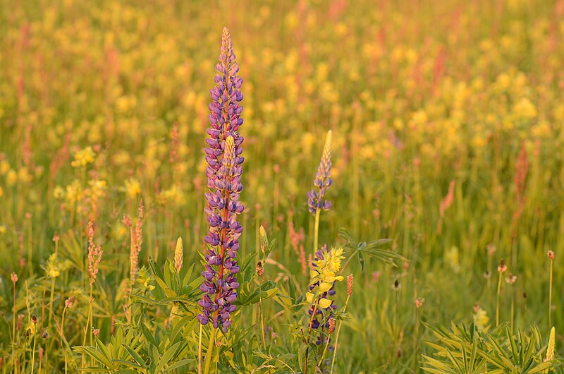 File:Field of flowers (14332507828).jpg