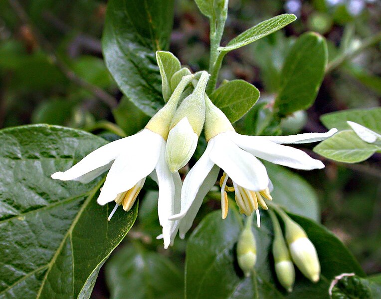 File:Fiori di Styrax officinalis.jpg