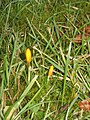 Crocus ancyrensis opening