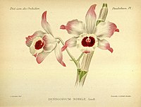 Célestin Alfred Cogniaux plate 1 in: A.Cogniaux & A.Goossens: Dictionnaire iconographique des orchidées, (1896-1907)