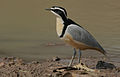 Flickr - Rainbirder - Egyptian Plover (Pluvianus aegyptius).jpg