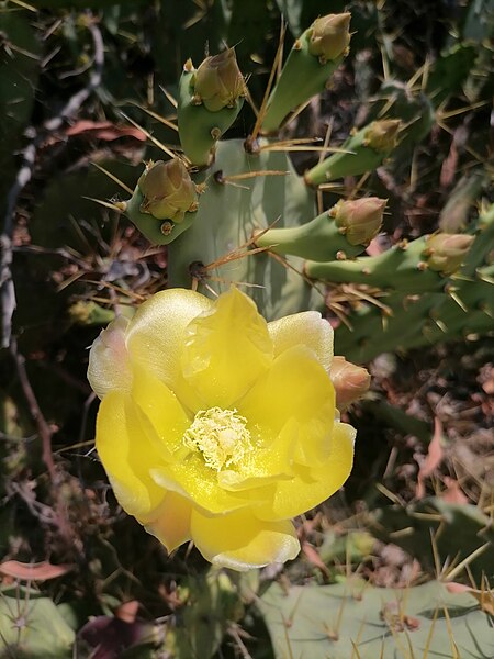 File:Flor de nopal.jpg