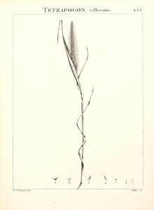 Flora Atlantica, sive, Historia plantarum quae in Atlante, agro Tunetano et Algeriensi crescunt (Plate 255) (9301080280).jpg