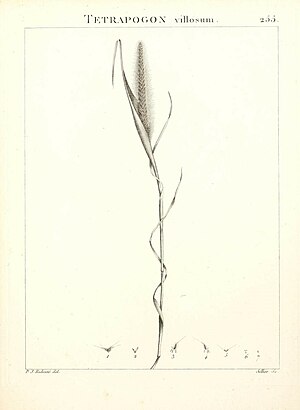 Flora Atlantica, sive, Historia plantarum quae in Atlante, agro Tunetano et Algeriensi crescunt (Plate 255) (9301080280).jpg