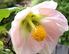 Abutilon megapotamicum