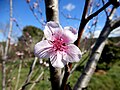 * Nomination Flower of Prunus persica in montseret, Aude , France --Rorolinus 14:44, 14 March 2015 (UTC) * Decline  Oppose nice but overexposed --Christian Ferrer 16:39, 14 March 2015 (UTC)