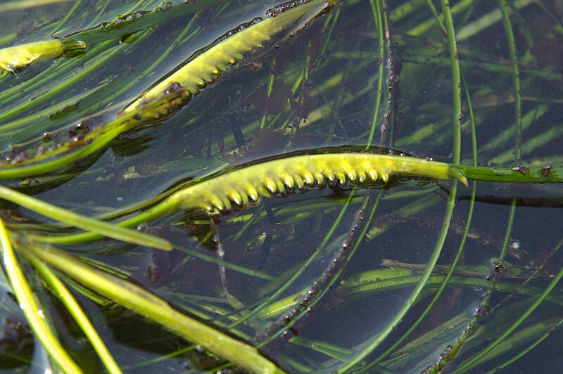 File:Flowering Phyllospadix (1795001551).jpg