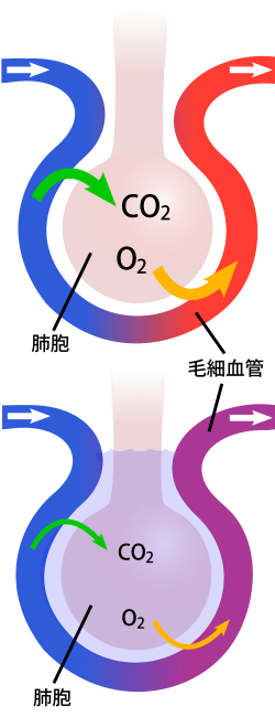 中学校保健 身体機能の発達 Wikibooks