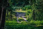 English: Forest in eastern Minsk, Belarus Беларуская: Лес на ўсходзе Мінска, Беларусь Русский: Лес на востоке Минска, Беларусь