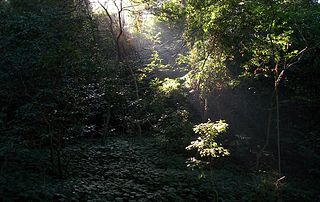 Forests of KwaZulu-Natal forest in South Africa