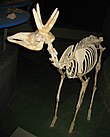 Mounted fossilized skeleton of the fossil pronghorn Stockoceros Fossil ruminant.jpg