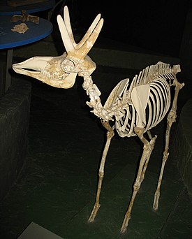 Скелет S. onusrosagris