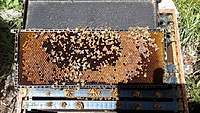 Plastic frames with and without comb Frame from hive of honey bee (apis mellifera).jpg