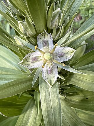 <i>Frasera speciosa</i> Species of flowering plant in the gentian family