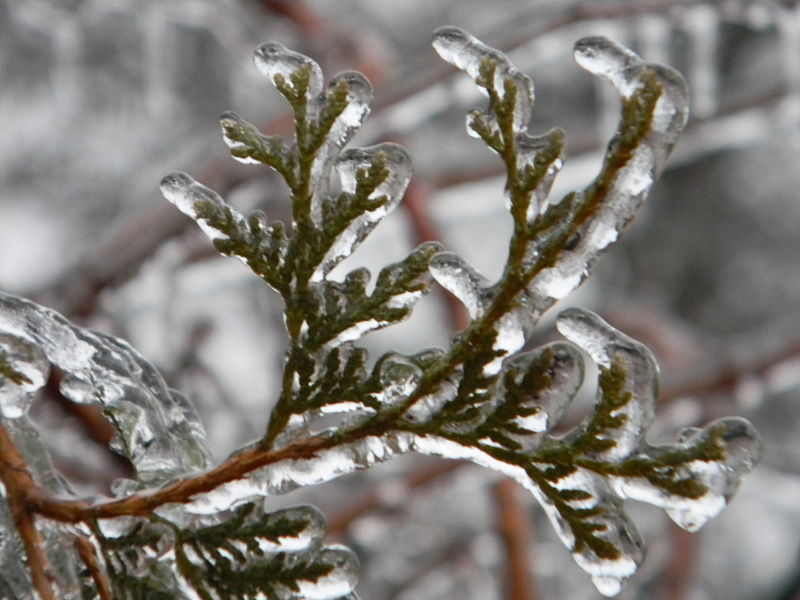 File:Freezing Rain in Canada 2013 8.JPG