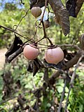 Thumbnail for File:Fruit of Bhokar (Cordia dichotoma) entrance of Ram-Mula confluence,Pune.jpg