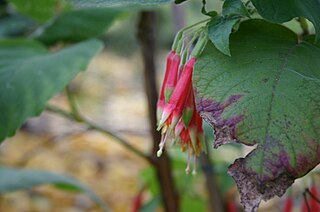 <i>Fuchsia campii</i> Species of flowering plant