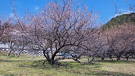 藤川天神内にある臥龍梅（国の天然記念物）