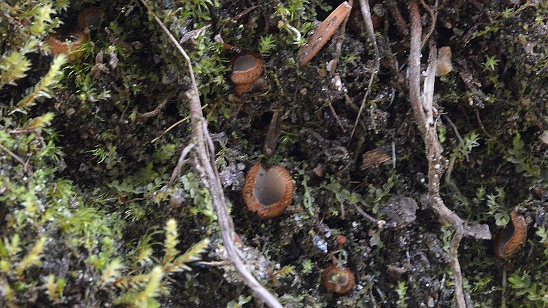 File:Fungi - Bergen, Norway 2021-07-31 (01).jpg