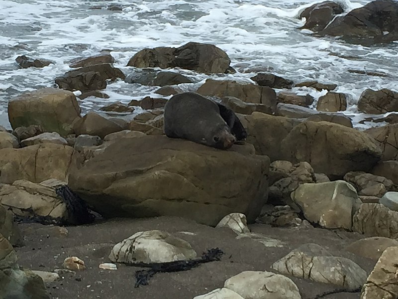 File:Fur Seal at Flat Point Beach.jpg