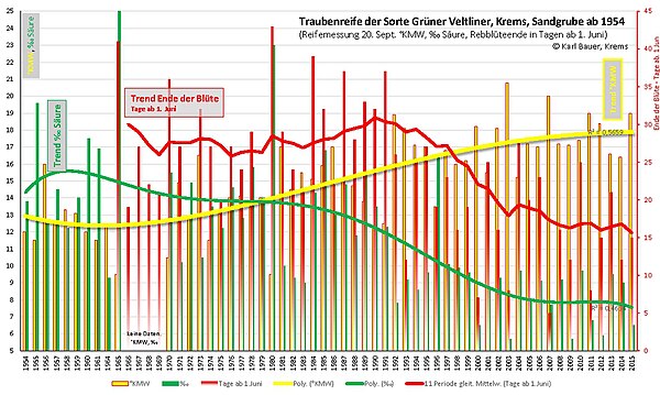 Die Darstellung zeigt Traubenreife bei der Sorte Grüner Veltliner (Weinbauschule Krems, Lage Sandgrube) von 1954 bis 2015. Die Reifemessungen erfolgten jeweils am 20. September des Jahres (± 1 Tag) – Angaben in °KMW. 2007 sind die Werte durch starken Hagelschlag beeinträchtigt. In der Darstellung ist auch der Trend der Rebblüte der Sorte Grüner Veltliner vom gleichen Standort, eingetragen (Blühende in Tagen ab 1. Juni). Der Einfluss des Klimawandels, in der über gut sechs Jahrzehnte laufenden Darstellung, ist deutlich erkennbar.