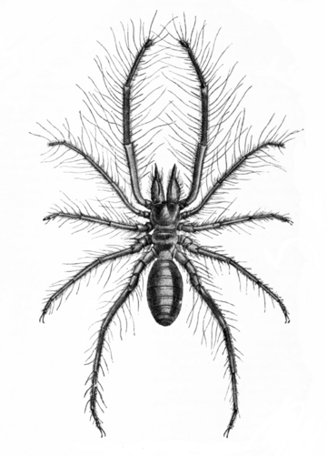 Solifugae