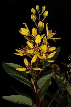 Sinikultapensas (Galphimia glauca)