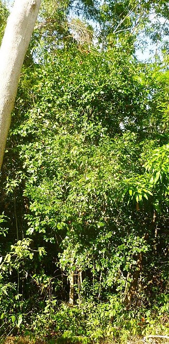 Photo of native mangosteen tree Garcinia warrenii tree.JPG