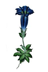 Gentiana acaulis